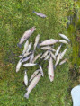 /album/prosba-obcanum/img-20260419-wa0023-1-jpg/